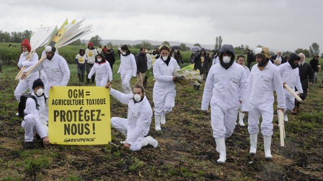 Colmar : la Justice donne raison aux faucheurs volontaires