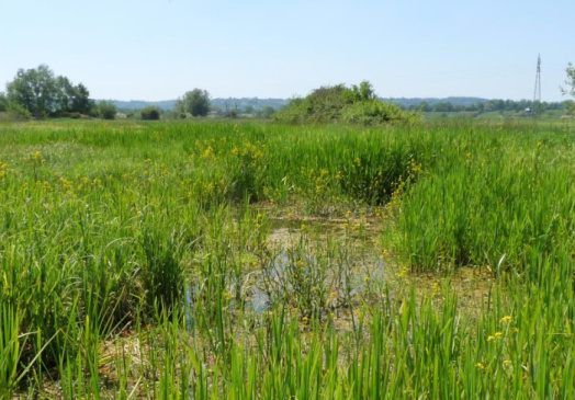 Destruction des zones humides (ZH)