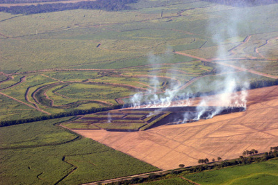 maïs = soja en Amérique du sud = déforestation