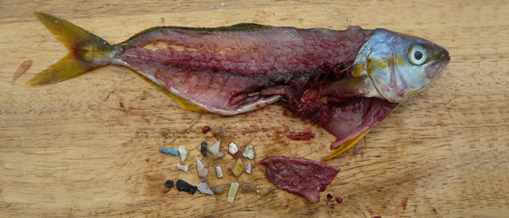 L&rsquo;Ineris* apporte la preuve de la pollution des milieux aquatiques terrestres par des microplastiques.