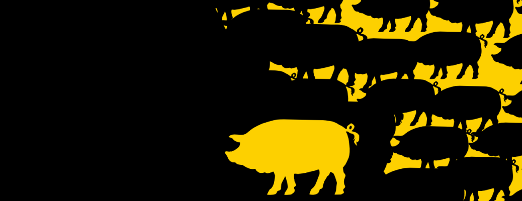 Non à l&rsquo;usine à cochons de Poiroux !