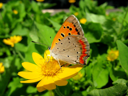 La diversité des insectes pollinisateurs améliore les rendements agricoles