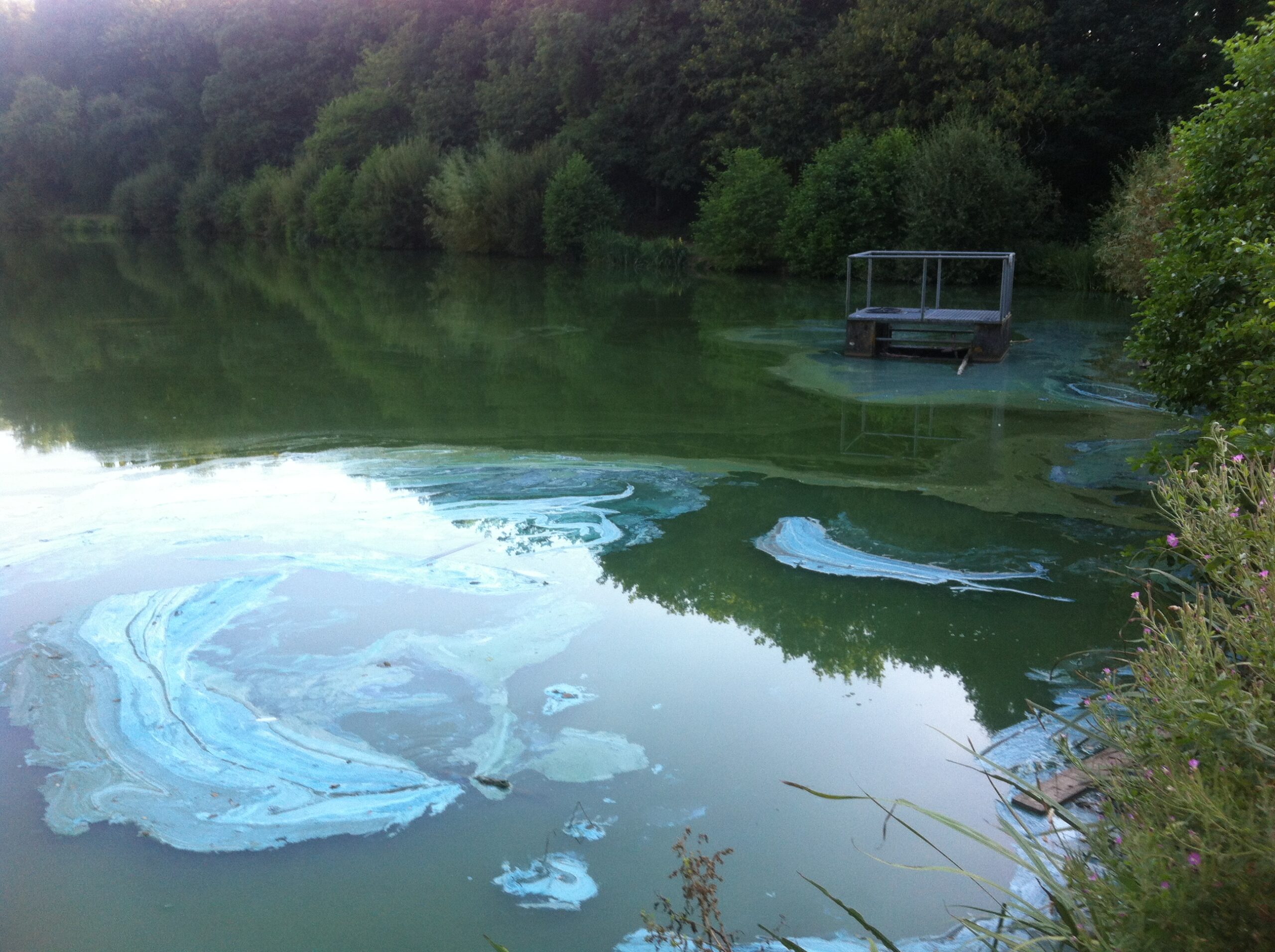 Cyanobactéries et baignades