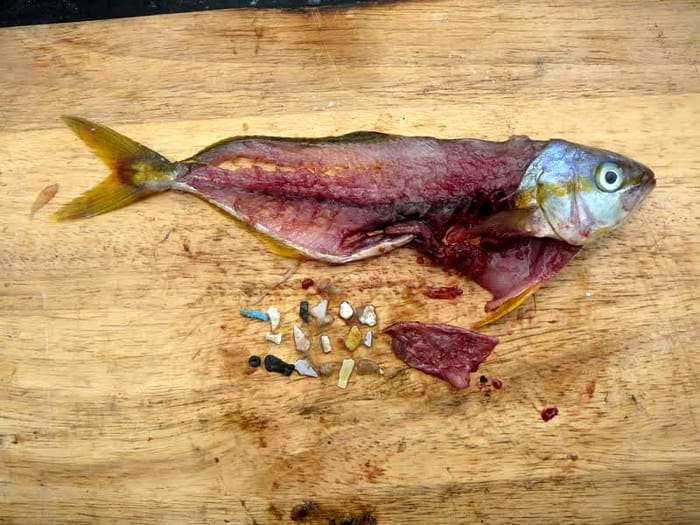 micro-plastiques