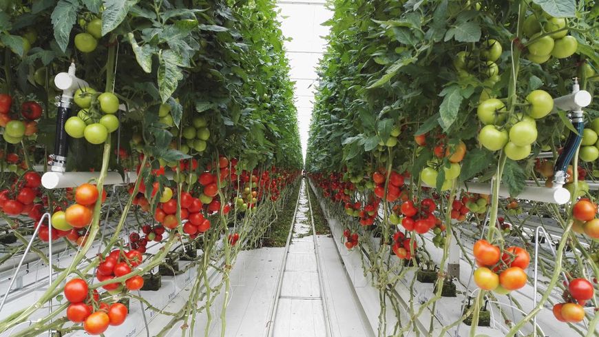 Choisir les tomates vertueuses