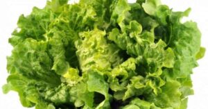 salade-verte