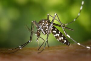 1200px-CDC-Gathany-Aedes-albopictus-1