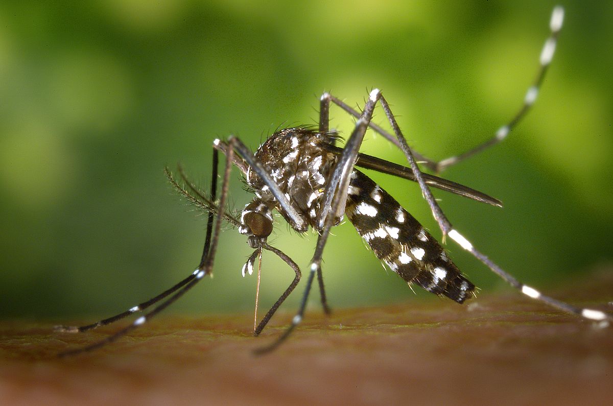 Biodiversité et santé