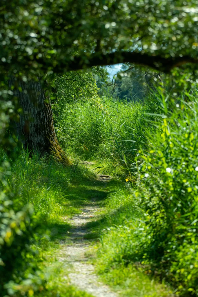 Petit chemin de campagne