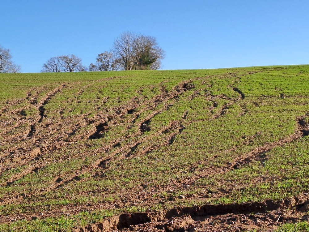 Nos sols cultivés se meurent : pollution et érosion.